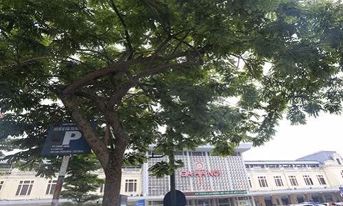 Để chuẩn bị mặt bằng phục vụ thi công nhà ga tuyến Metro Nhổn - Ga Hà Nội, có khoảng 160 cây xanh bị chặt hạ. Đáng lưu ý, trong số 160 cây xanh đó có 12 cây sưa đỏ. Ảnh: Dân Việt.