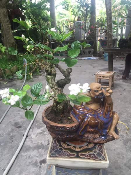 Những cây lớn hơn thích hợp trang trí ngoài sân vườn. Ảnh: FB Nguyễn Sang.