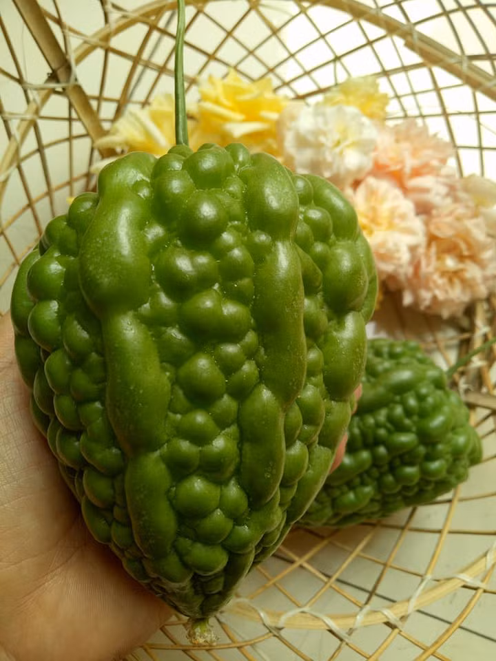 Gần đây, trên mạng xã hội xuất hiện khổ qua (mướp đắng) hình trái tim khiến chị em vô cùng thích thú. Ảnh: Chau Dinh Hong.