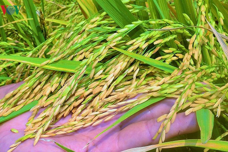 Hiện thương lái đang mua các giống lúa được trồng phổ biến như OM 4900, OM 5451,...tại ruộng với giá từ 5.700 - 6.000 đồng/kg.