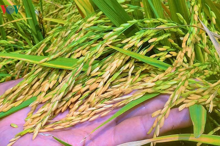 Hiện thương lái đang mua các giống lúa được trồng phổ biến như OM 4900, OM 5451,...tại ruộng với giá từ 5.700 - 6.000 đồng/kg.