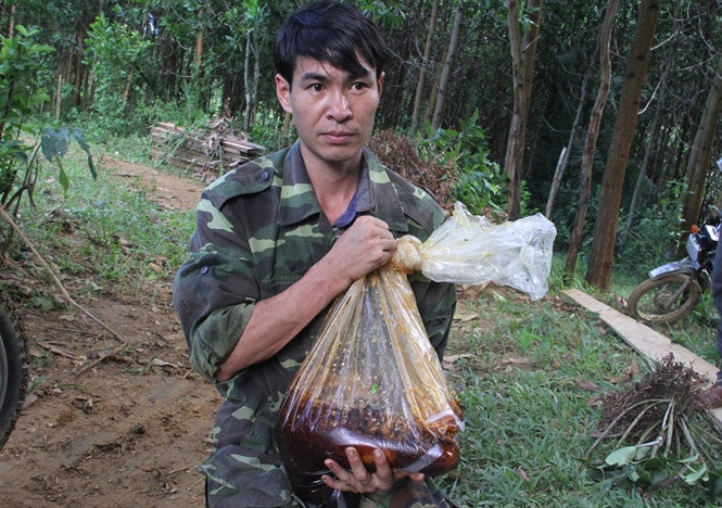 Mỗi ngày người thợ kiếm được vài lít, ngày may mắn thì được hơn chục lít mật ong. Ảnh: Kienthucgiadinhso28.