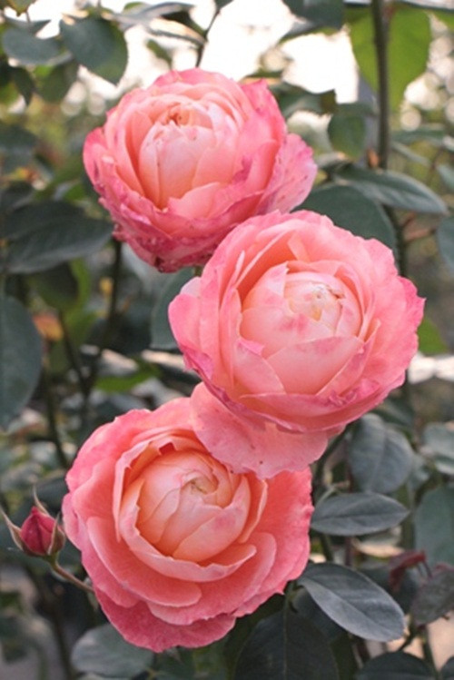 Vườn hồng Vietgarden của Trang nằm cách trung tâm thành phố Hà Nội khoảng 11km về hướng Nam, ngay cạnh Trung tâm huấn luyện Trường Bắn Yên Sở nên rất thuận tiện để người chơi hoa Hà thành ghé qua.