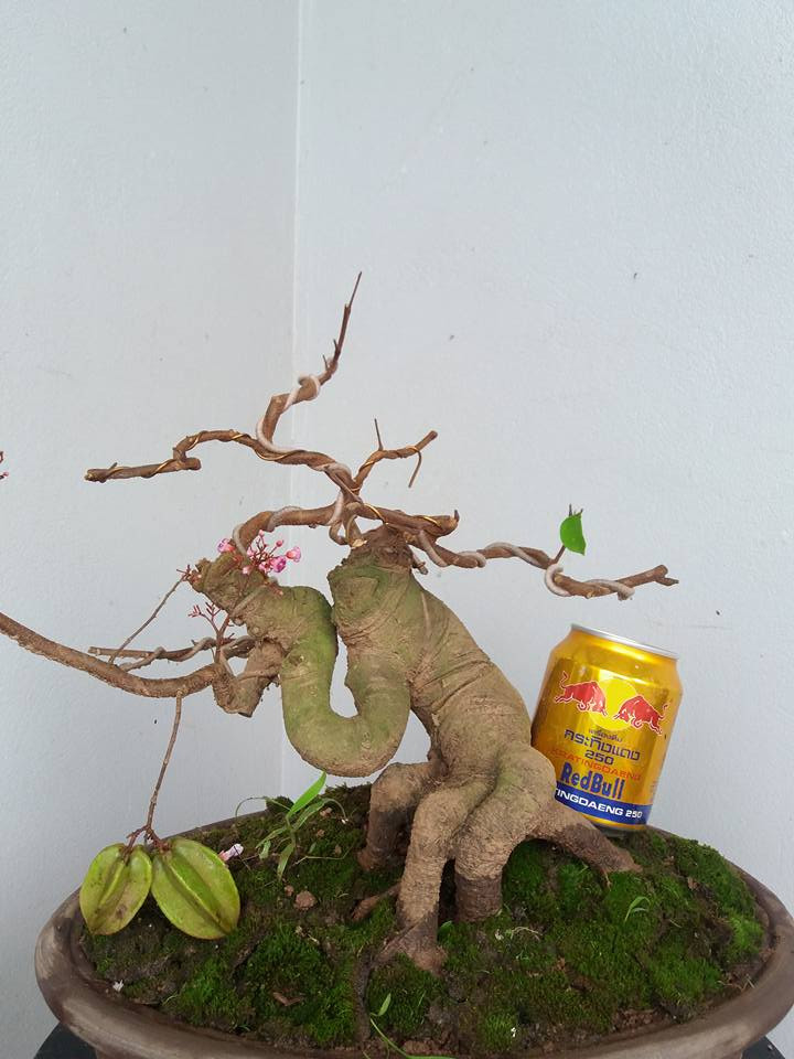 Khế mini siêu trái được nghệ nhân cắt tỉa lá gọn gàng. Ảnh: FB Khuyen Tran.