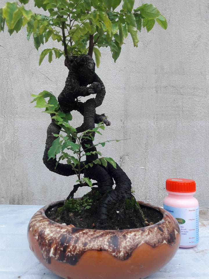 Bonsai khế mini ấn tượng với thân cây xù xì, mang dáng vẻ cổ kính. Ảnh: FB Dan Nguyen.