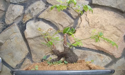 Điều làm nên giá trị của chậu bonsai nằm ở sự kết hợp của gốc to, xù xì có cả lá non, lá già và quả. Ảnh: FB Ban Nguyendinh.