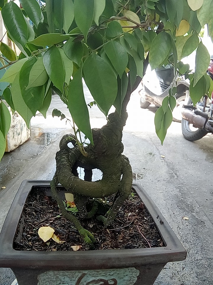 Khế bonsai mini dáng long. Ảnh: Bonsai Da Nang.