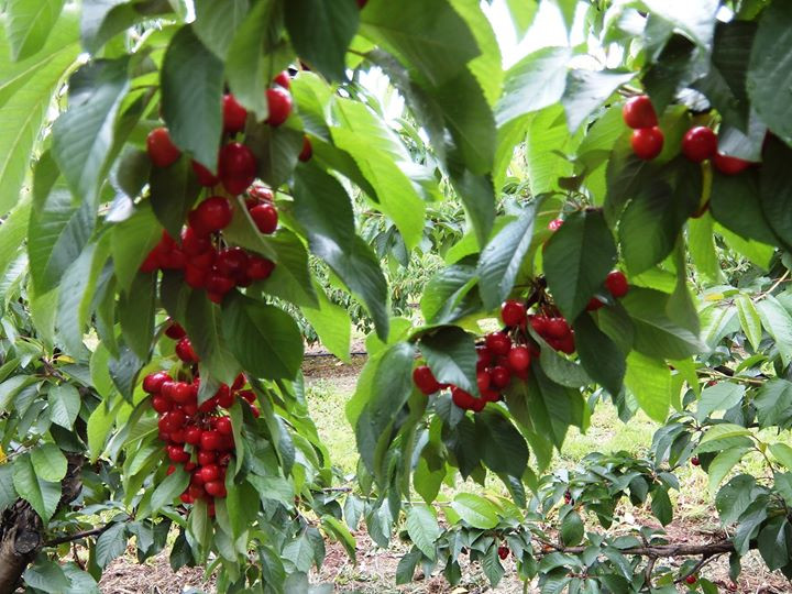 Cây cherry không quá cao nên rất dễ hái. Ảnh: Facebook.