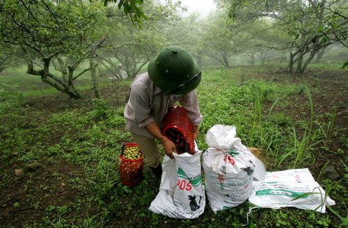 Do đặc tính thu hái mận phải đi từng hàng cây, lựa những trái chín đạt yêu cầu, nên nhiều gia đình phải thuê thêm nhân công. Ảnh: Tuổi trẻ.