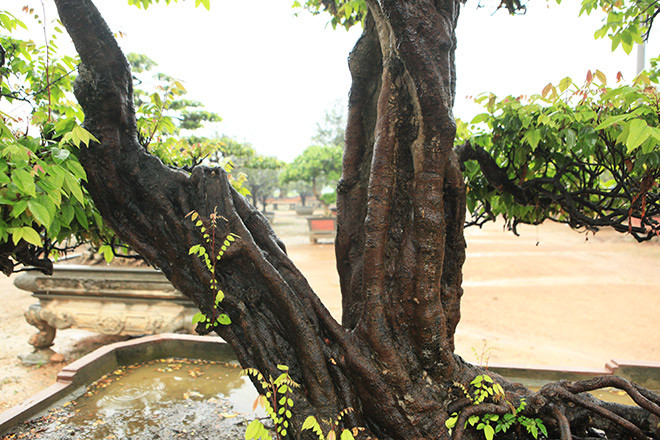 Cây khế cao khoảng hơn 2m, một gốc hai thân. Ảnh: Dân Việt.