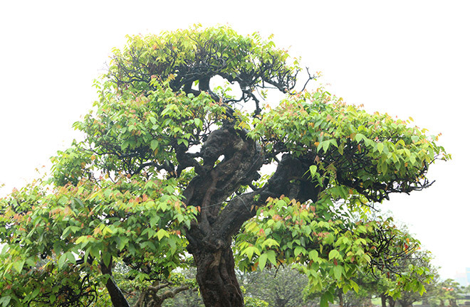 Đây là dòng khế ta, quả rất sai