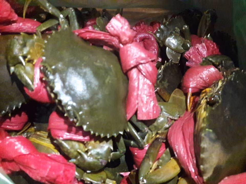 Dịp cận và sau Tết Nguyên đán Mậu Tuất 2018 giá cua biển thương phẩm ở nhiều tỉnh đồng bằng sông Cửu Long tăng gấp đôi so với cuối năm 2017. Ảnh: Cuagachsonthuonghang.