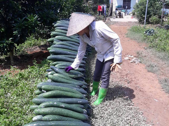 Bí xanh được mùa nhưng thương lái ép giá chỉ 3.000 đồng/kg. Ảnh: Dân Việt.