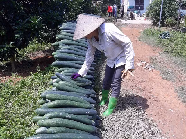 Bí xanh được mùa nhưng thương lái ép giá chỉ 3.000 đồng/kg. Ảnh: Dân Việt.