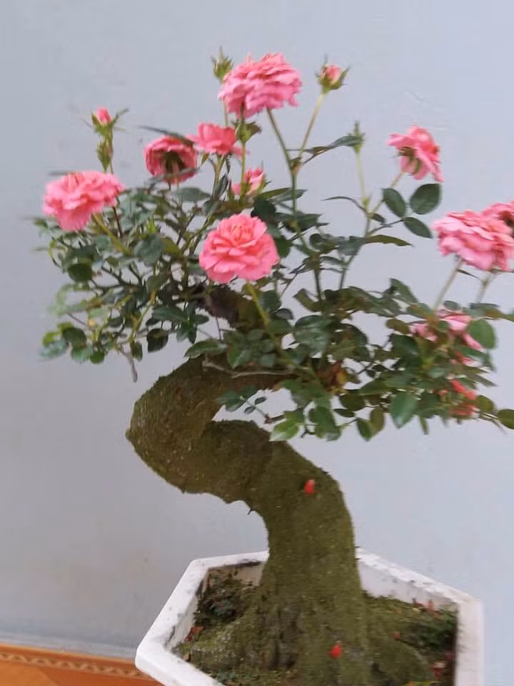 Các yếu tố về thế và độ tuổi của gốc hồng ảnh hưởng trực tiếp đến giá bán của chậu bonsai. Ảnh: FB Nghi Năm.