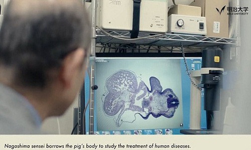 Các nhà khoa học Nhật Bản đã phát triển một con heo có khả năng dùng cho cấy ghép nội tạng ở người Ảnh: TRƯỜNG ĐH MEIJI