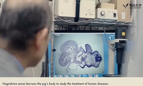Các nhà khoa học Nhật Bản đã phát triển một con heo có khả năng dùng cho cấy ghép nội tạng ở người Ảnh: TRƯỜNG ĐH MEIJI
