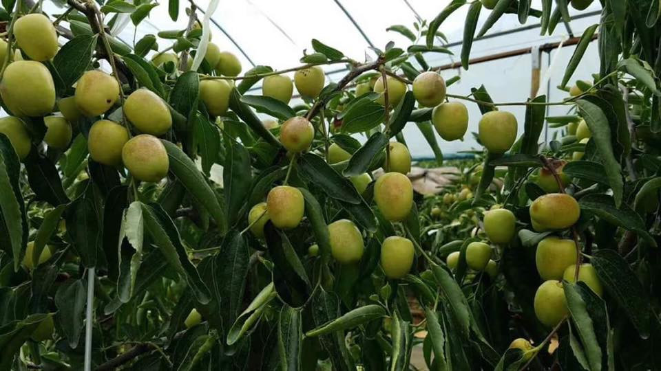 Trong đó, nổi tiếng nhất là hồng táo Sơn Đông. Thổ nhưỡng nơi đây được cho là phù hợp, cho ra loại táo ngon nhất. Ảnh: FB Phạm Hà.