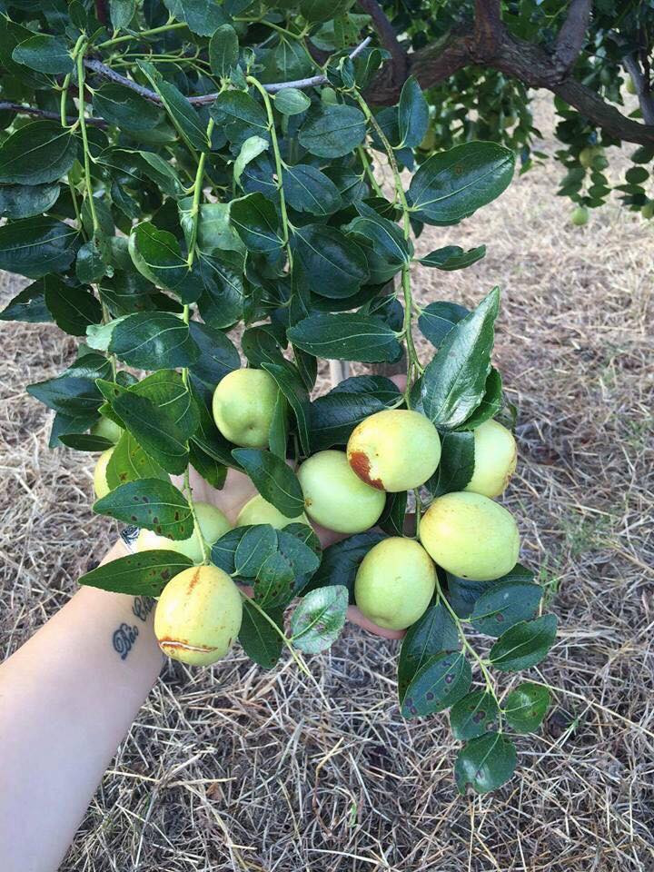 Hồng táo Trung Quốc khi chín có màu thâm xỉn như bị hỏng nhưng ăn lại rất ngọt, giòn, thơm. Ảnh: Hoa Quả Ưu Đàm.