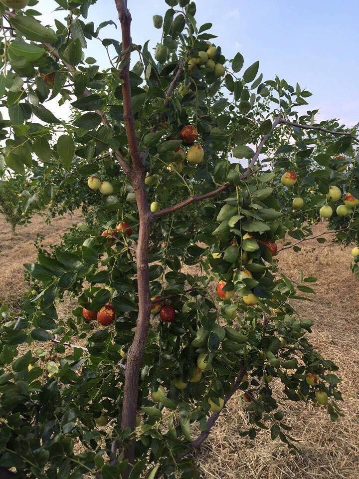 Người Trung Quốc thường thu hoạch loại táo này để sấy khô làm nguyên liệu trong các vị thuốc bắc. Ảnh Hoa Quả Ưu Đàm.