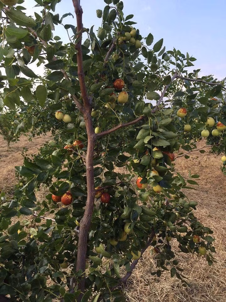 Người Trung Quốc thường thu hoạch loại táo này để sấy khô làm nguyên liệu trong các vị thuốc bắc. Ảnh Hoa Quả Ưu Đàm.