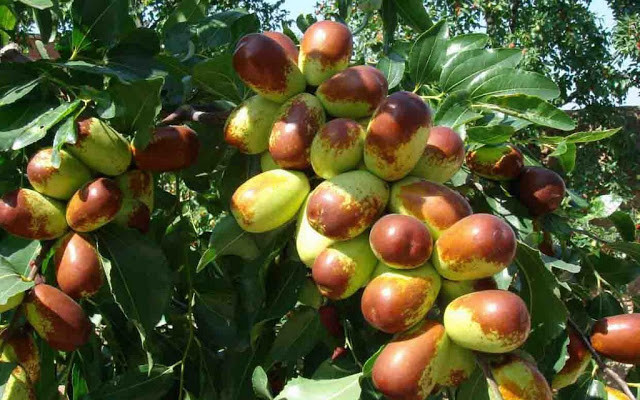 Hồng táo Trung Quốc có hai loại, một loại quả thuôn dài và một loại quả tròn. Ảnh: Traicaydungmap.