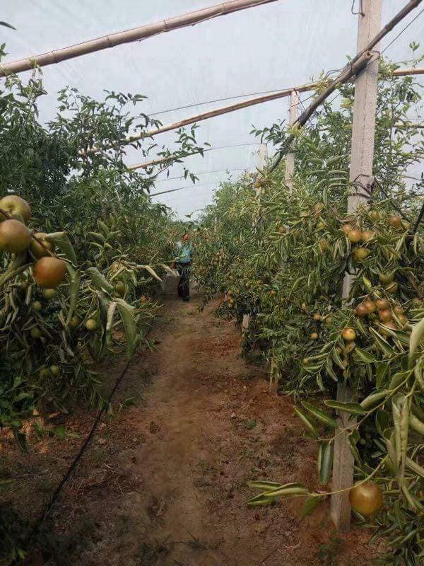 Hồng táo trồng chủ yếu tại các vườn diện tích rộng, có quy mô canh tác lớn. Ảnh: FB Diệu Bản.