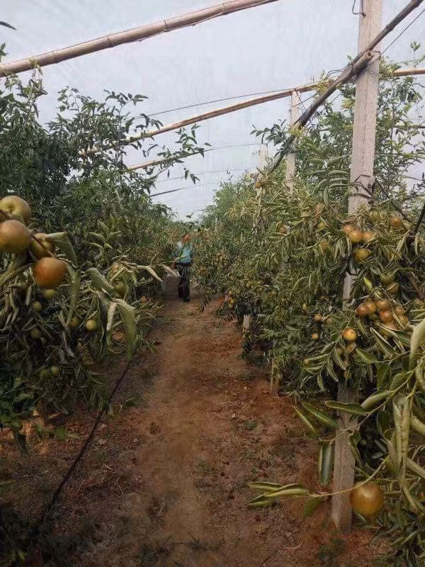 Hồng táo trồng chủ yếu tại các vườn diện tích rộng, có quy mô canh tác lớn. Ảnh: FB Diệu Bản.