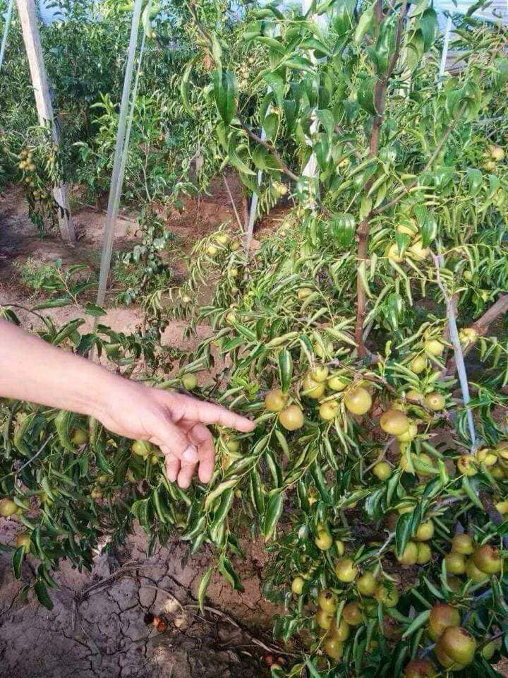 Những trái táo sai trĩu cành tương tự táo ta ở Việt Nam. Ảnh: FB Diệu Bản.