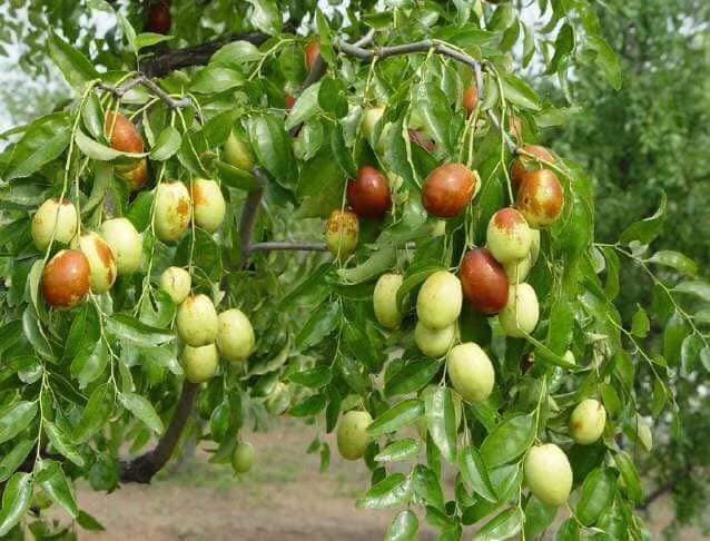 Hồng táo được trồng chủ yếu tại Sơn Đông, Thiểm Tây, Tân Cương, Bắc Kinh. Ảnh: FB Đoàn Nga.