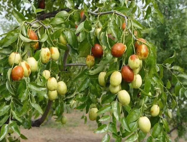 Hồng táo được trồng chủ yếu tại Sơn Đông, Thiểm Tây, Tân Cương, Bắc Kinh. Ảnh: FB Đoàn Nga.