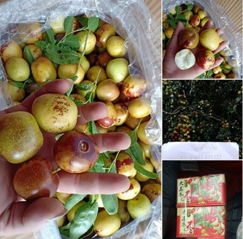 Vài năm nay, hồng táo Trung Quốc (hay còn gọi táo tàu Trung Quốc) xuất hiện nhiều trên các chợ mạng. Nhu cầu tiêu thụ loại hồng táo này ở Việt Nam khá lớn nên các tiểu thương không ngừng nhập hàng cung cấp ra thị trường. Ảnh FB Lê Thị Thùy.