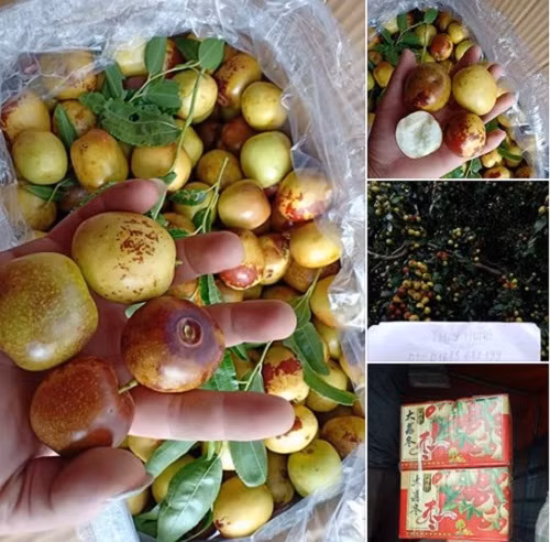 Tham vuon hong tao Trung Quoc duoc nguoi Viet san lung