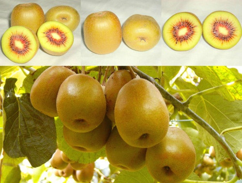 Kiwi cầu vồng được trồng nhiều tại Fukuoka, Nhật Bản. Ảnh: eBay.