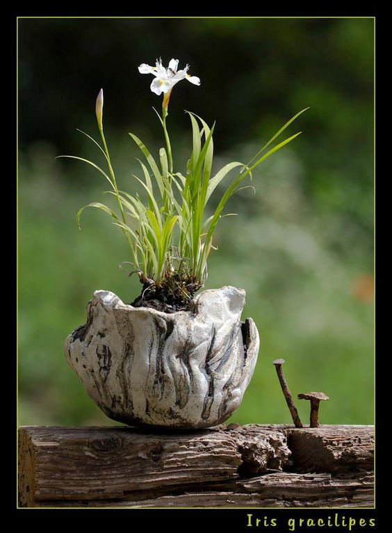 Bonsai thân cỏ mong manh dưới ánh nắng.