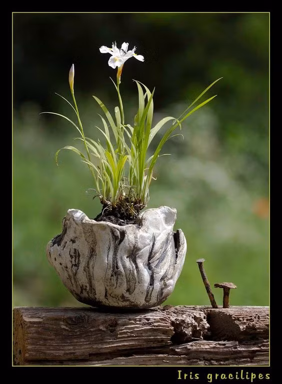 Bonsai thân cỏ mong manh dưới ánh nắng.