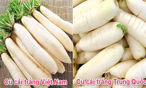Củ cải Trung Quốc thường có mẫu mã đẹp, dài, mập, vỏ mịn và trắng tinh. Ảnh: Nongsandungha