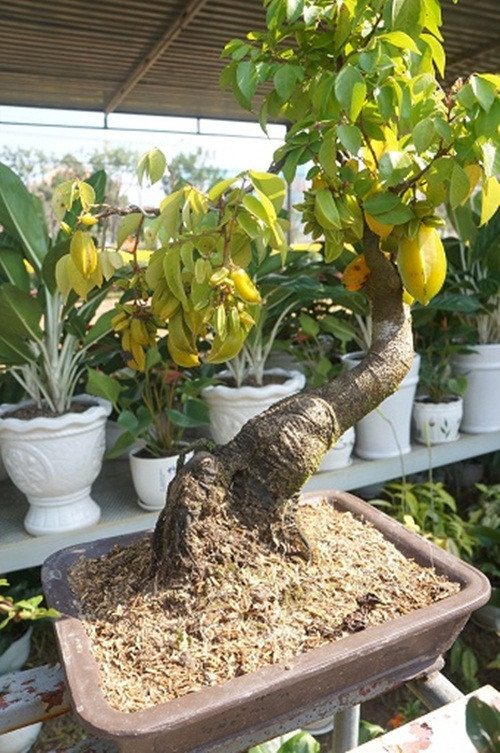 Cây khế bonsai rất bắt mắt, cây sai quả có giá vài triệu đồng.
