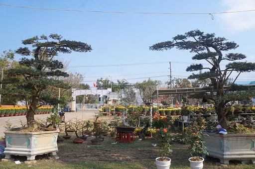 Theo nhà vườn Cây cảnh Thiên Hương thì cặp Vạn Niên Tùng này có giá hơn 300 triệu đồng.