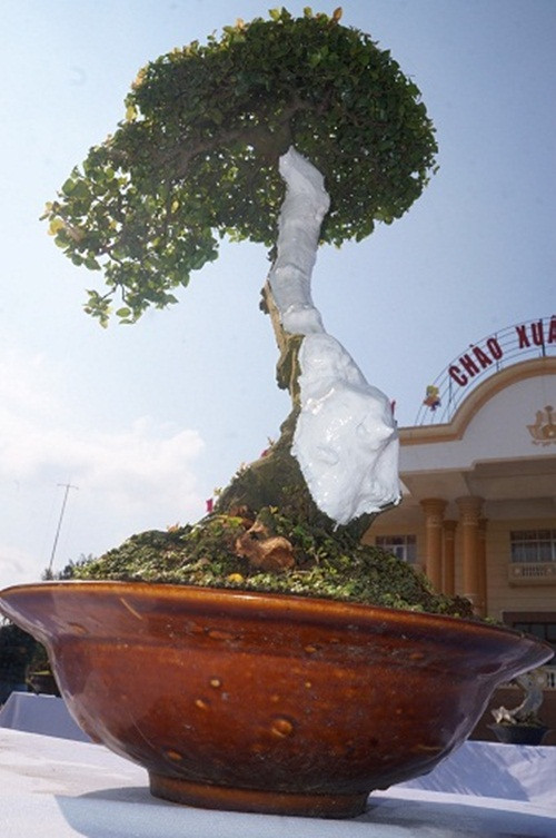 Cây bonsai có dáng vóc của một thiếu nữ vươn mình