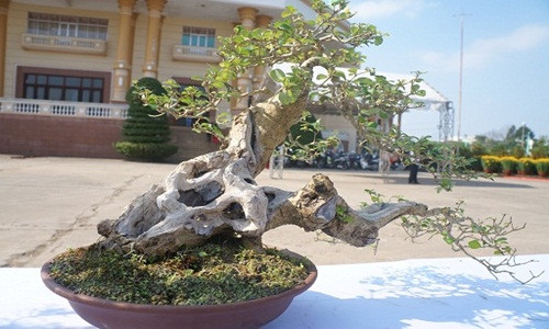 Đặc thù, cây “mini” nhưng giá không “mini” chút nào, nhiều cây bonsai có giá lưu động từ vài trăm ngàn đến cả chục triệu đồng, có cây đến 300 triệu đồng, đắt hơn cả vàng.