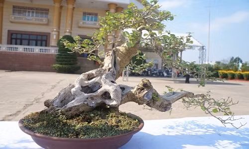 Đặc thù, cây “mini” nhưng giá không “mini” chút nào, nhiều cây bonsai có giá lưu động từ vài trăm ngàn đến cả chục triệu đồng, có cây đến 300 triệu đồng, đắt hơn cả vàng.