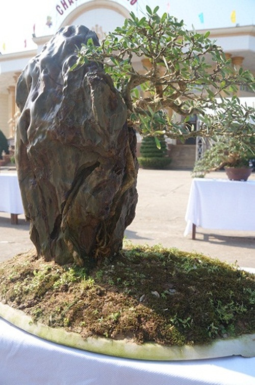 Không chỉ tạo dáng cho cây, dân chơi cây cảnh còn cho cây ăn vào đá rất đẹp mắt, nhờ vậy mà giá thành rất đắt đỏ.