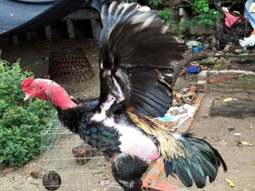 Trước mỗi trận đấu, gà còn được bồi bổ sụn vây cá mập, tam thất mật ong, nhung hươu, vitamin...Ảnh: Vietnamplus.