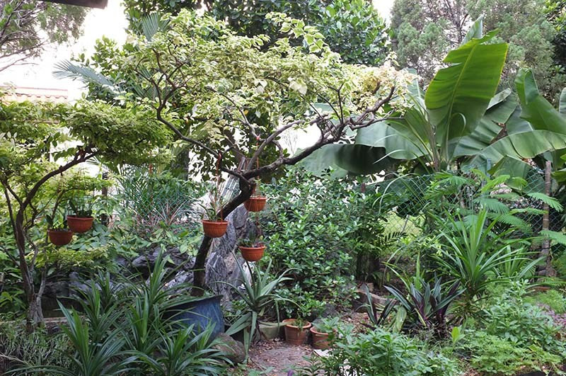 Trên cành cao, Alexius Yeo còn tận dụng treo những giỏ cây.