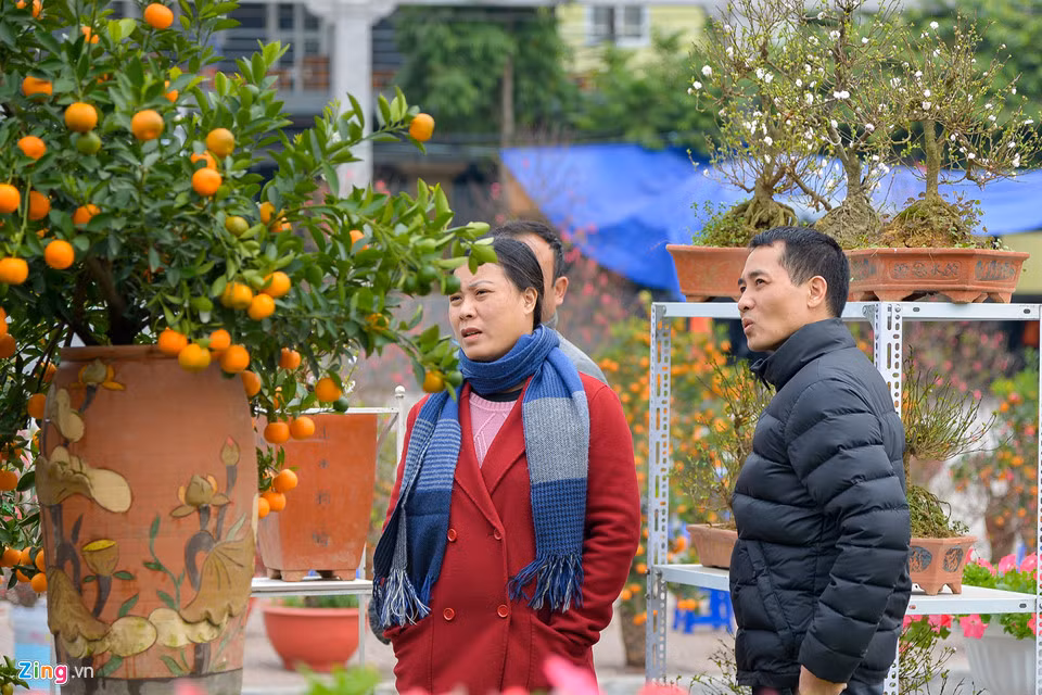 Những cây quất nhỏ gọn trồng trong chậu Tết này được nhiều người quan tâm