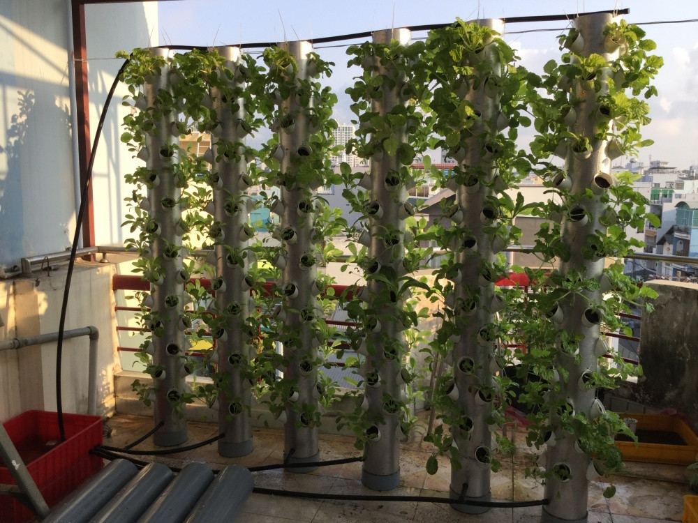 Gia đình chị Loan (TP HCM) cũng biến sân thượng gần 30m2 thành vườn rau thủy canh bạt ngàn. Ảnh: DSPL.