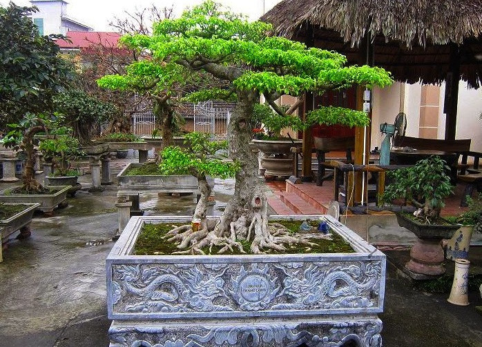 Cây phụ tử mập to hơn cây mẫu tử, thường uốn thế tam cang ngũ thường, thể hiện tính trung hiếu xử lý ở đời của người quân tử. Ảnh: Hoacanhbuonho.