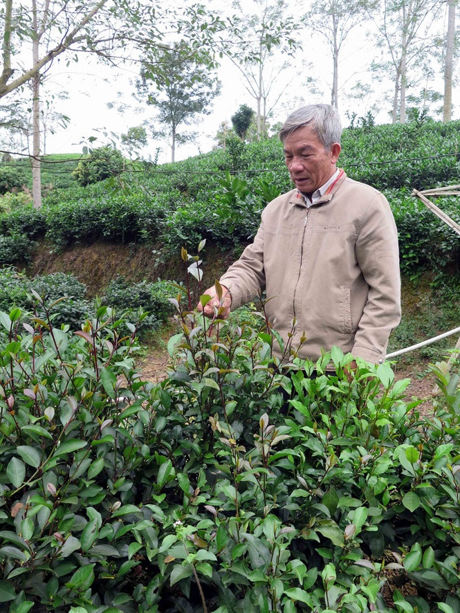 Đến nay, diện tích vườn chè tím của gia đình ông Dung đã lên đến gần 2.000m2. Ảnh: Nongnghiep.