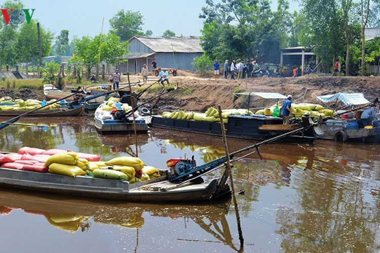 Nhộn nhịp mua bán lúa vùng sông nước./.